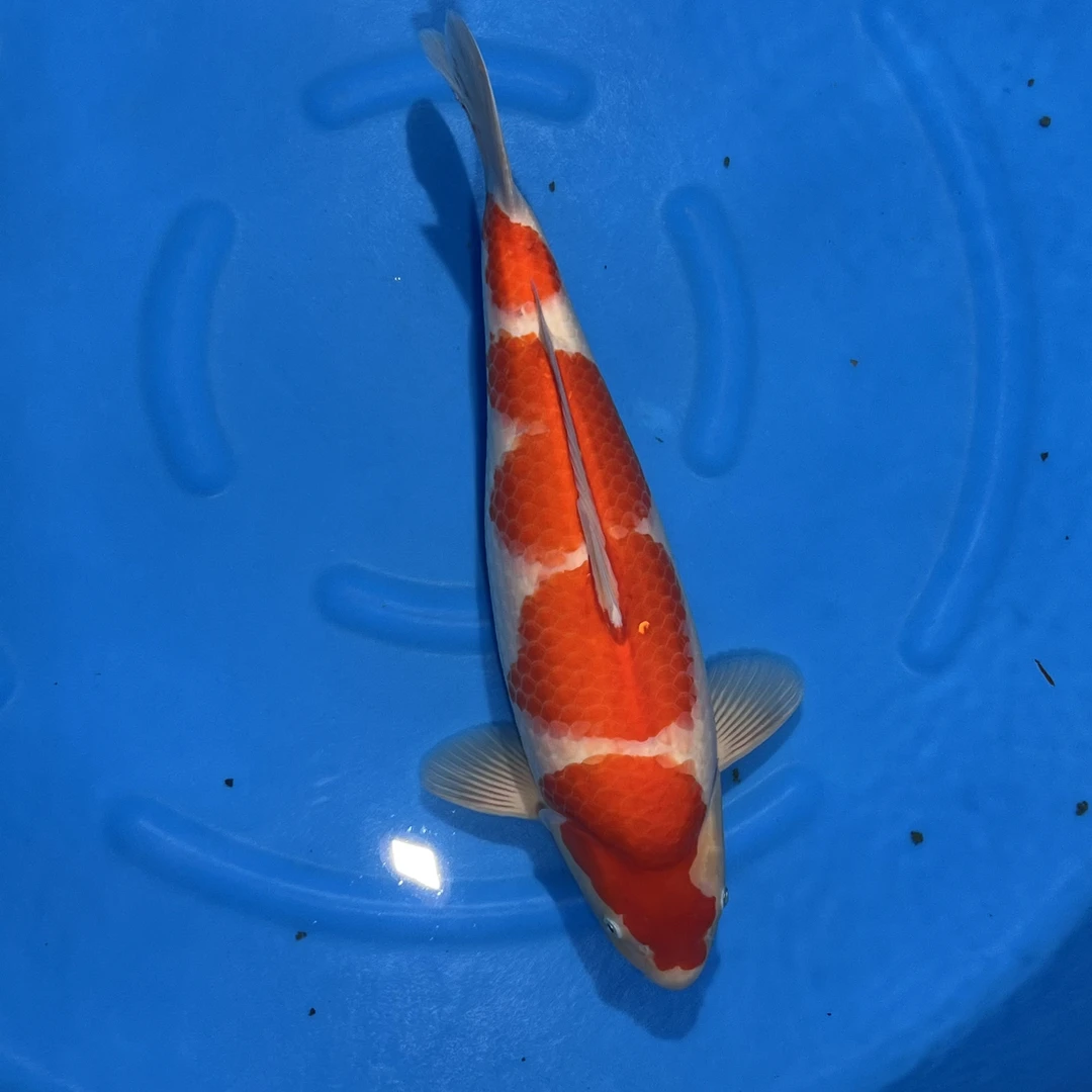 阪井出品甜梦红白锦鲤母（GL）