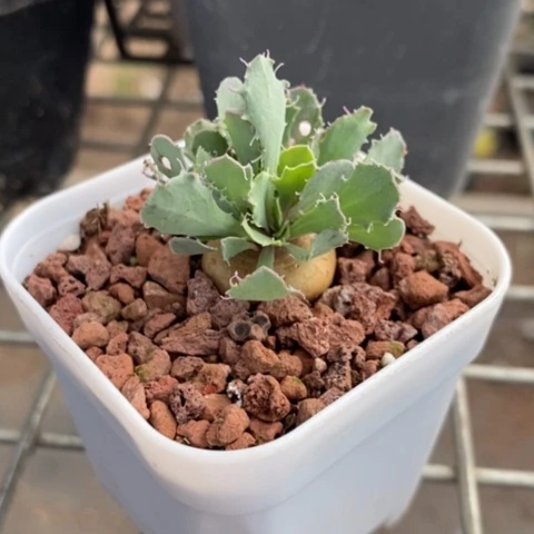 格加厚端菊2仙人球