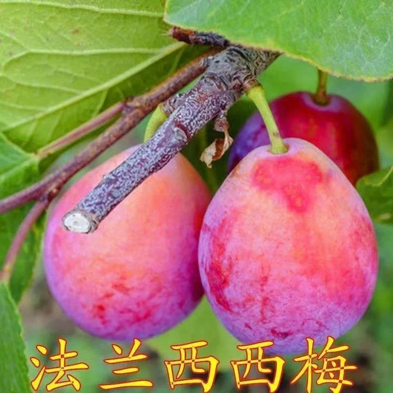 法兰红西梅树苗嫁接苗地栽红李子果树苗盆栽南方北方种植当年结果