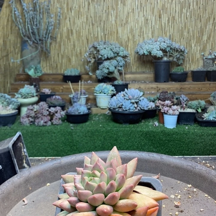 清***儿952 号米其林多肉植物