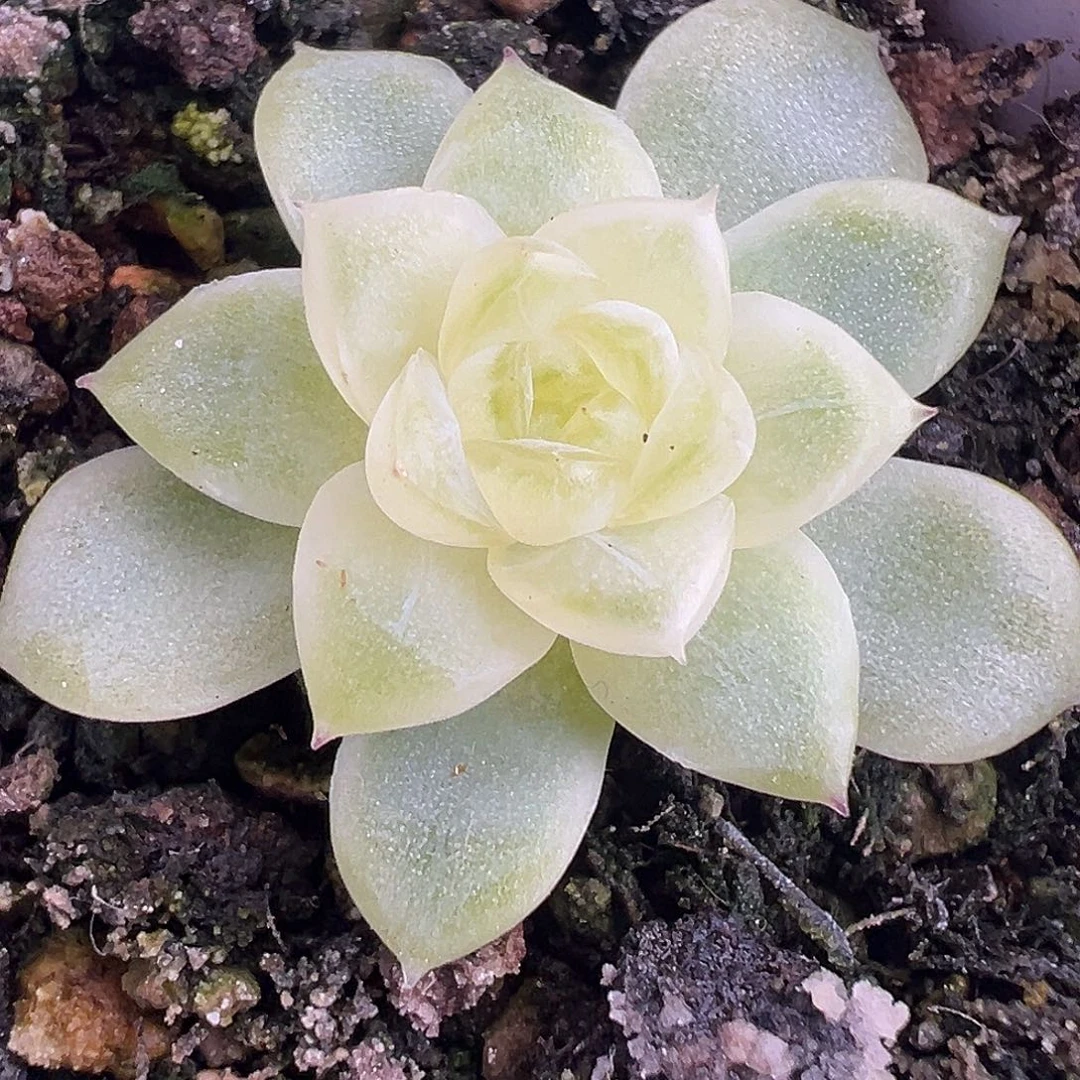 皛皛 下面一圈崽。