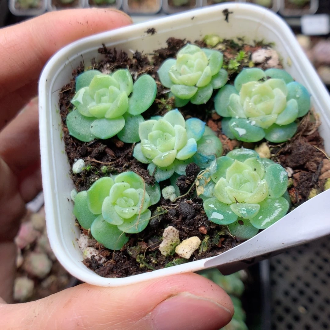 无花朵W83无尽灯yyyyyy