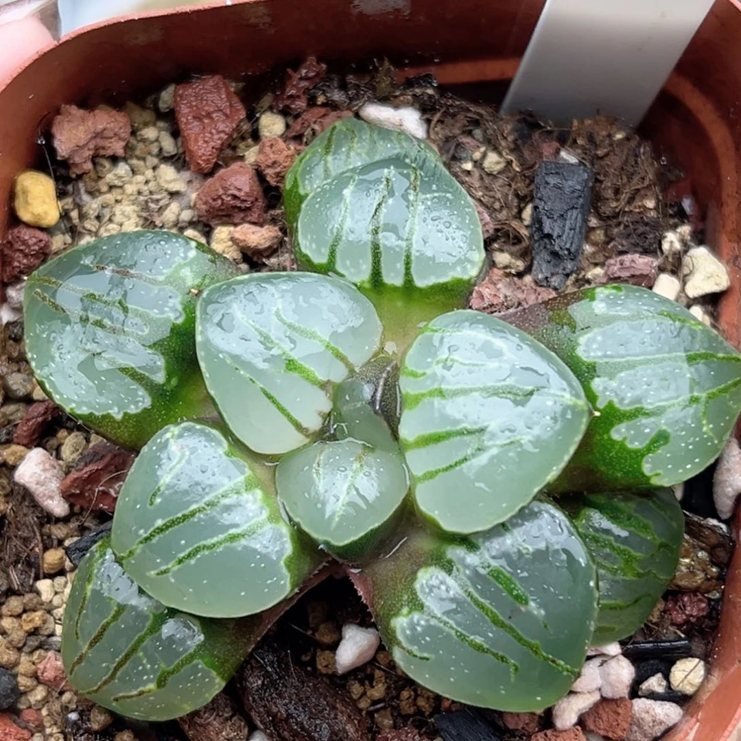 93翠虎福利专场多肉