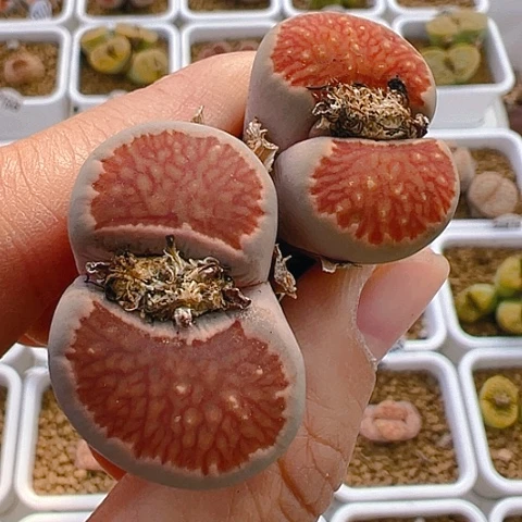 【闪购商品】25933