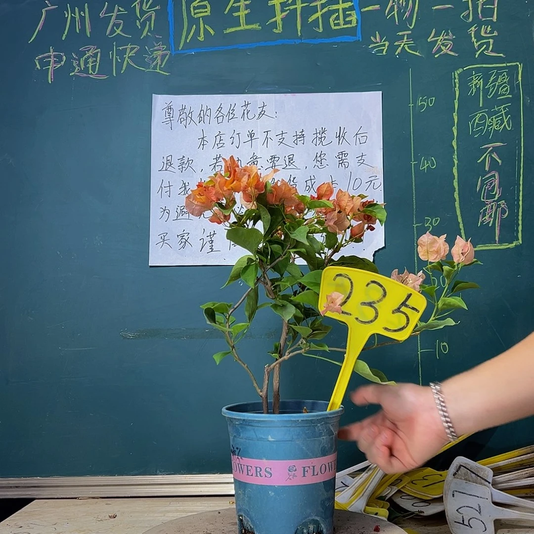 当前无花栽培后可以开花落日拼不甜西瓜235