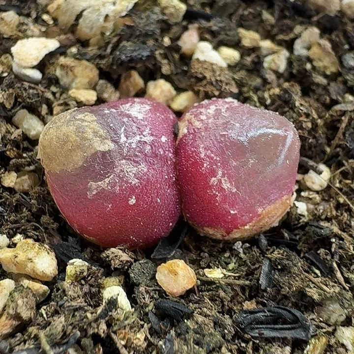 老马生石花双头灯泡1026