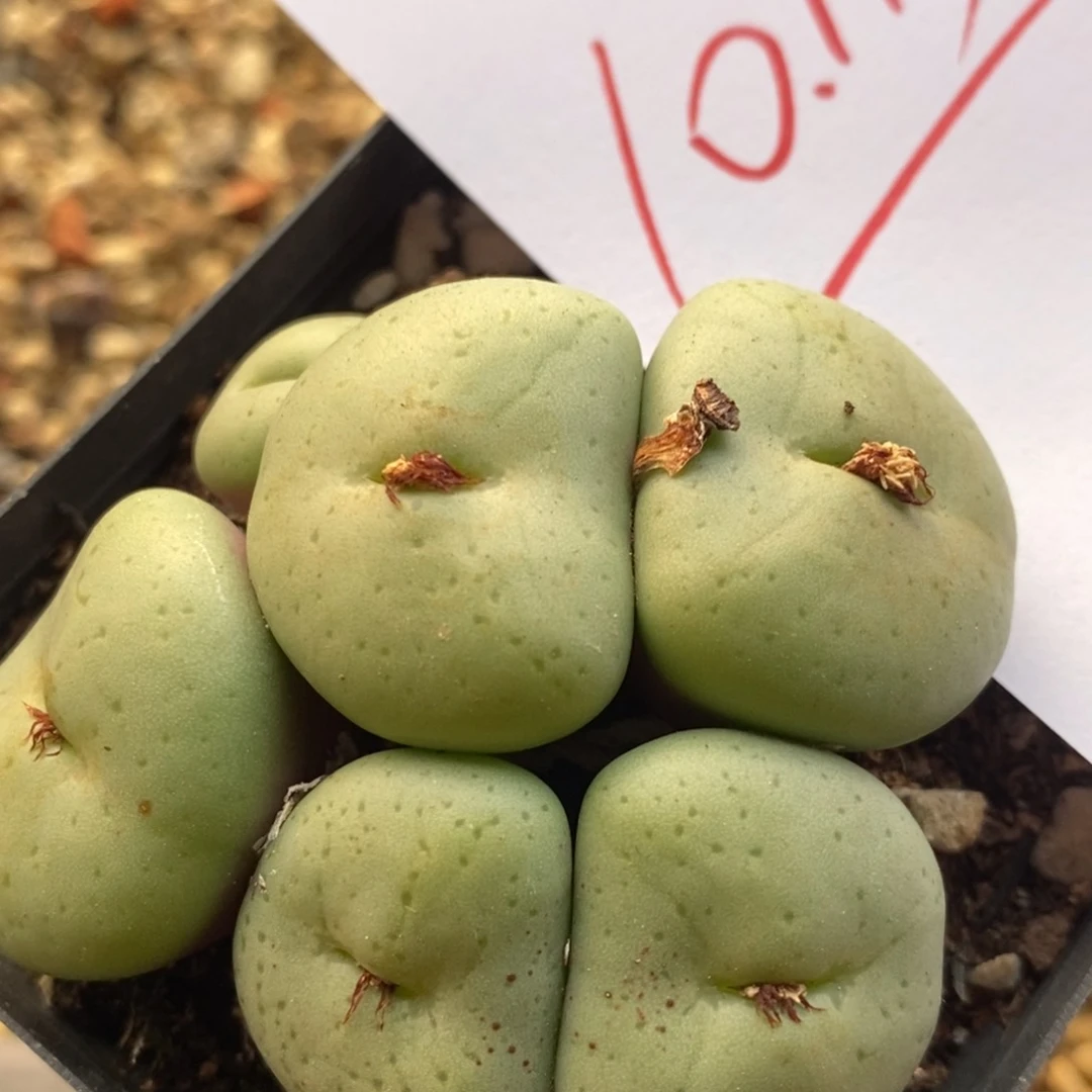 10113一个一个一个