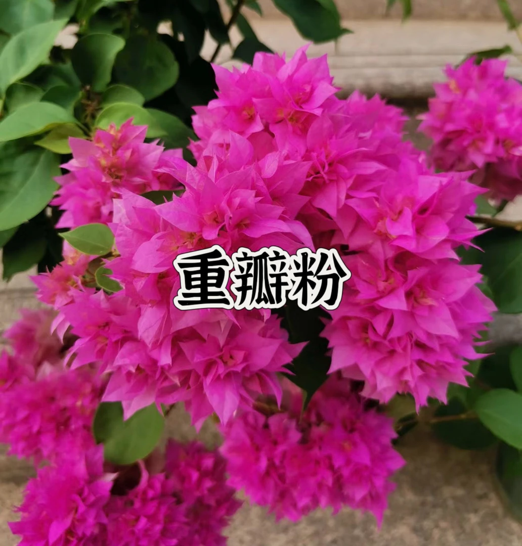 【一颗重瓣粉不带花】三角梅四季开花勤花庭院爬藤好养   桥头基地。