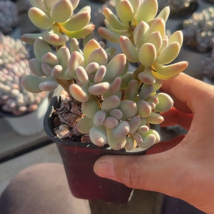 三日月美人五十包邮老桩