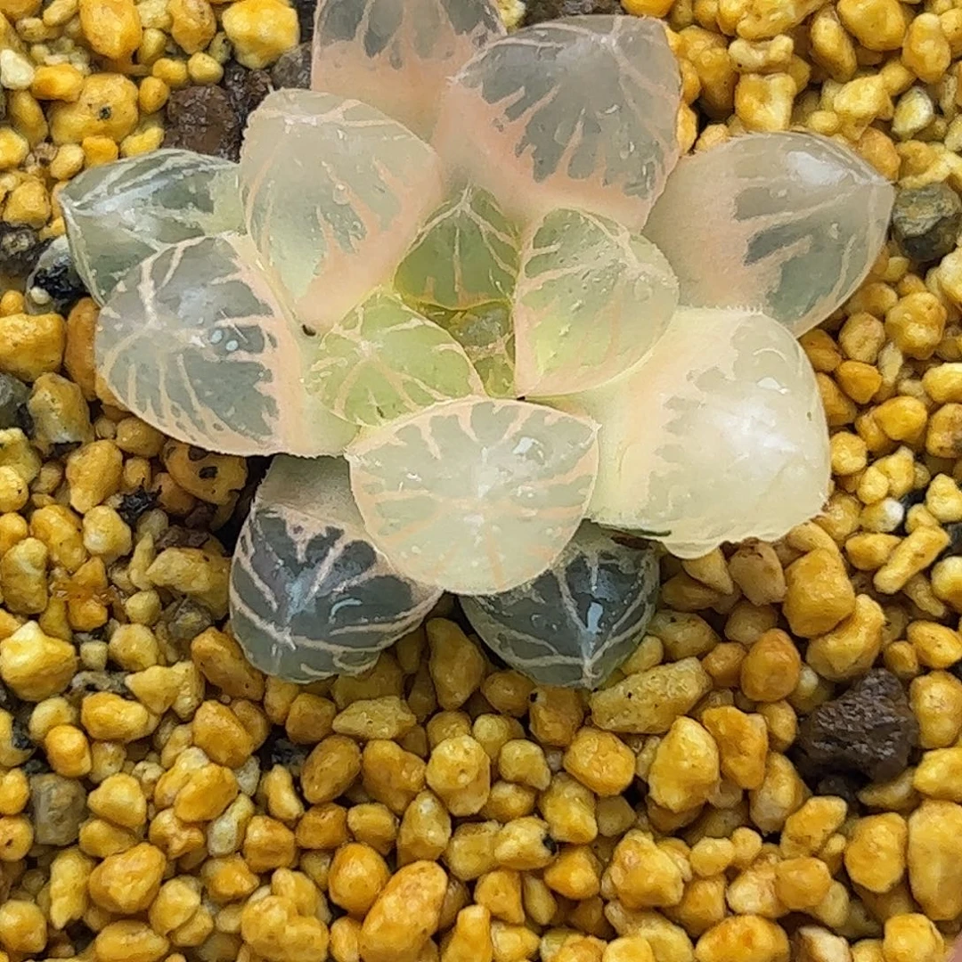 糊斑龙爪锦十二卷多肉植物