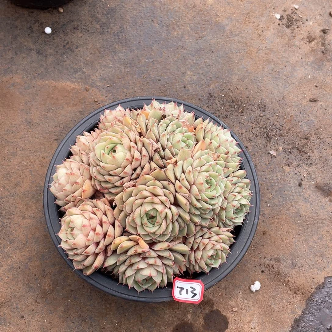 腊***萝713笨吧一物一拍多肉