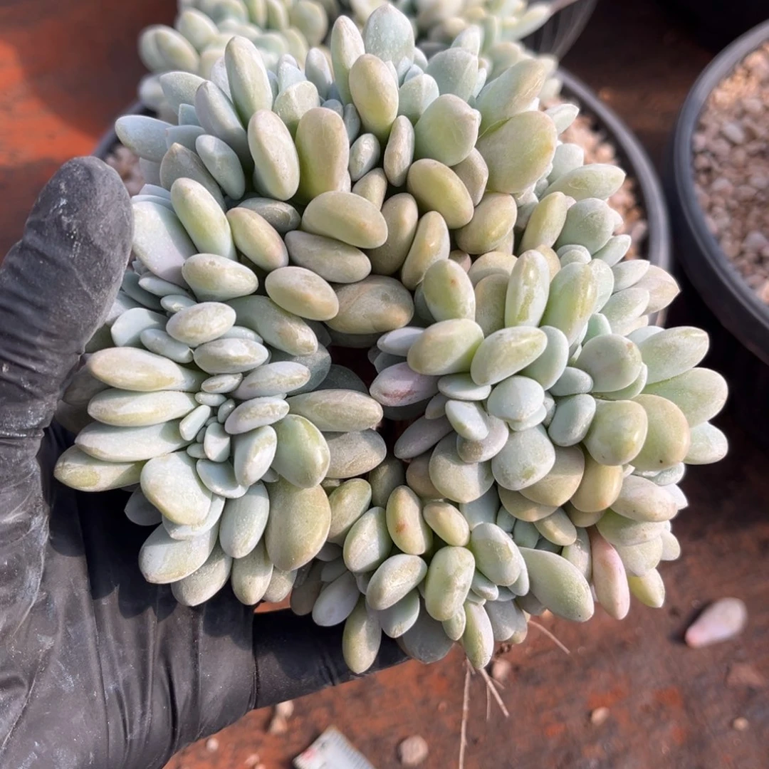 粉兔圆形缀化123486699