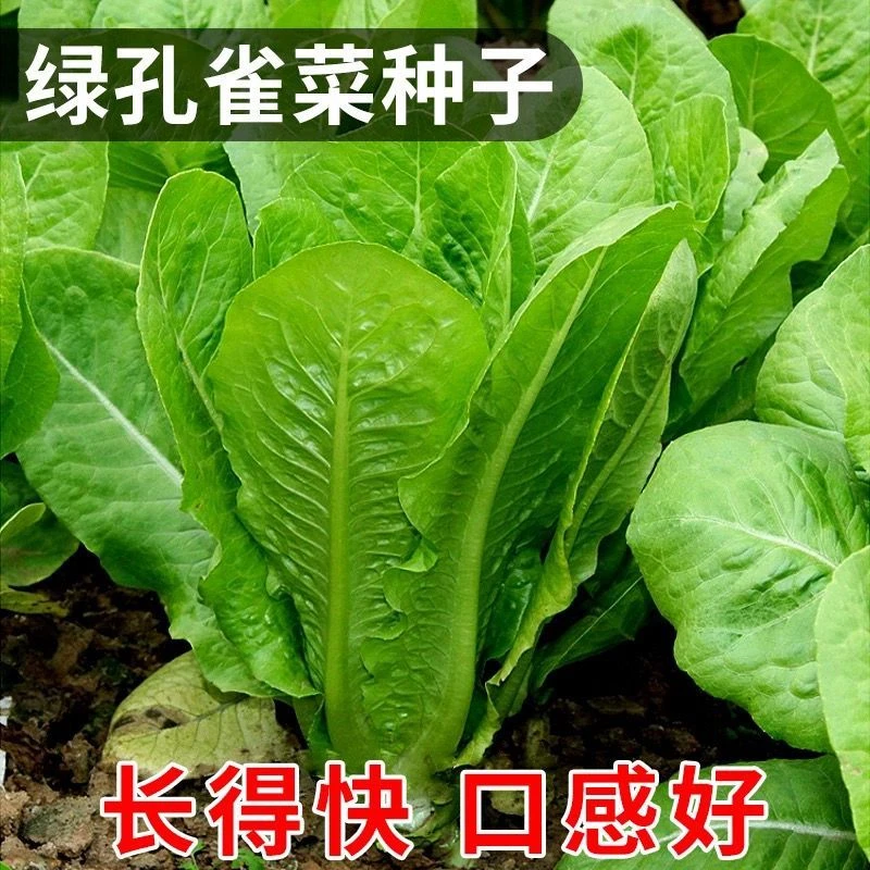 精选优质今年新种孔雀菜种子绿叶罗马生菜种孑正宗沙拉菜时令耐热