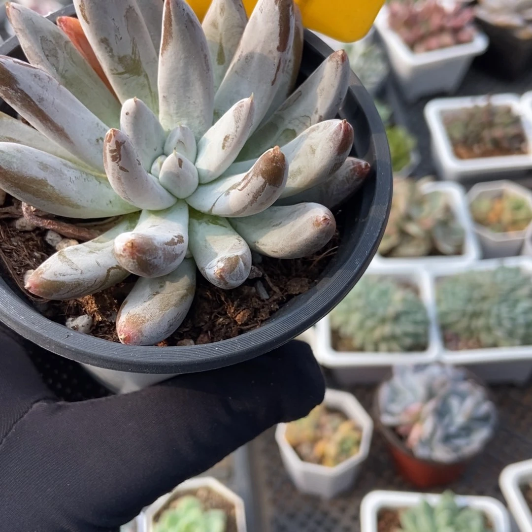 537杜里万多肉植物
