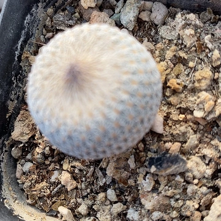 2171大月世界一颗。