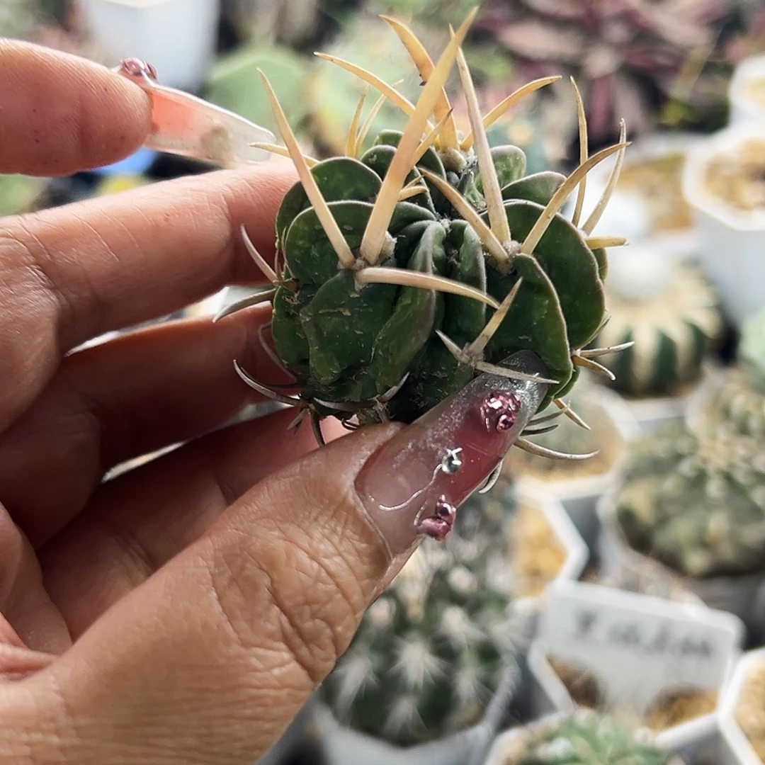 龙剑有根仙人球666666666