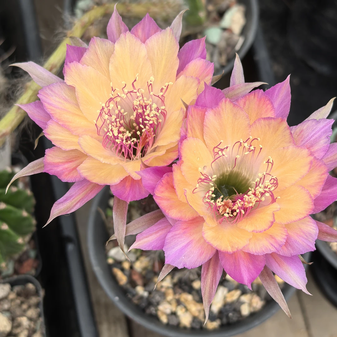 极光丽花仙人球勤花好养重瓣复色开花机器办公室绿植盆栽