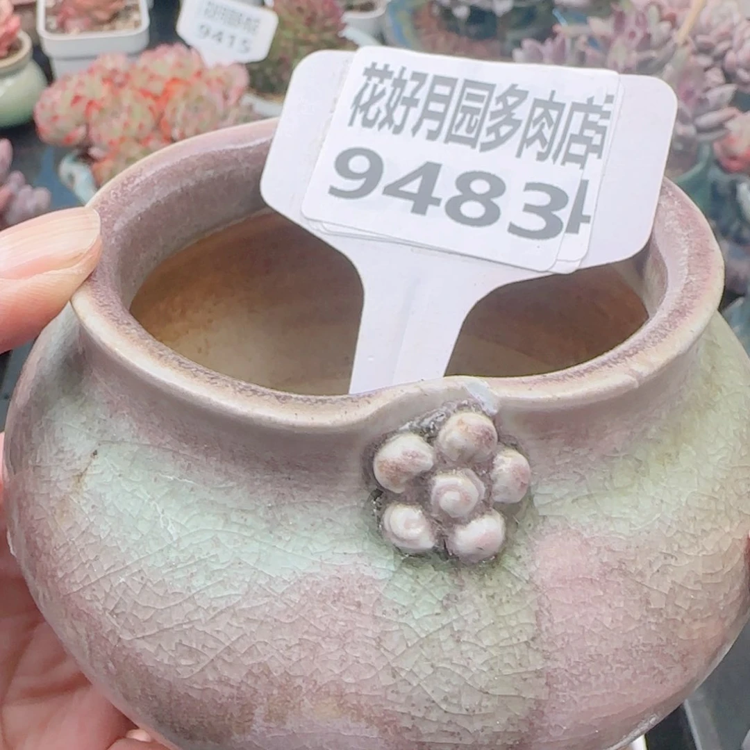 王*开多肉植物9483……………