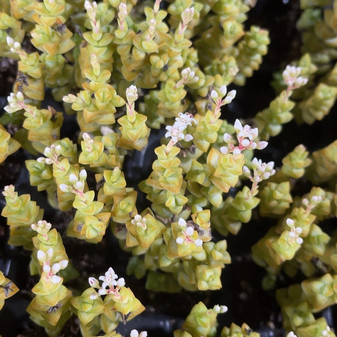 精品小米星多肉植物