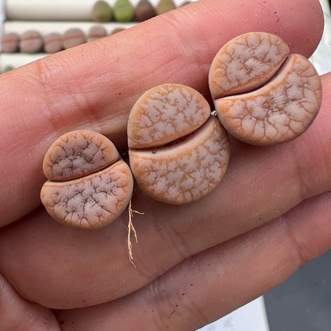 12.10好看的多肉脱土发货623