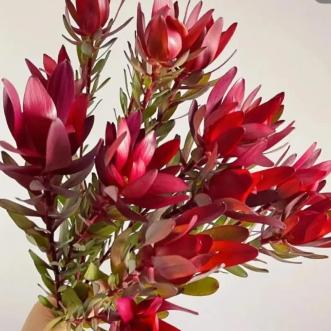 （柏查推荐）多头宽叶木百合鲜切花可做干花花期