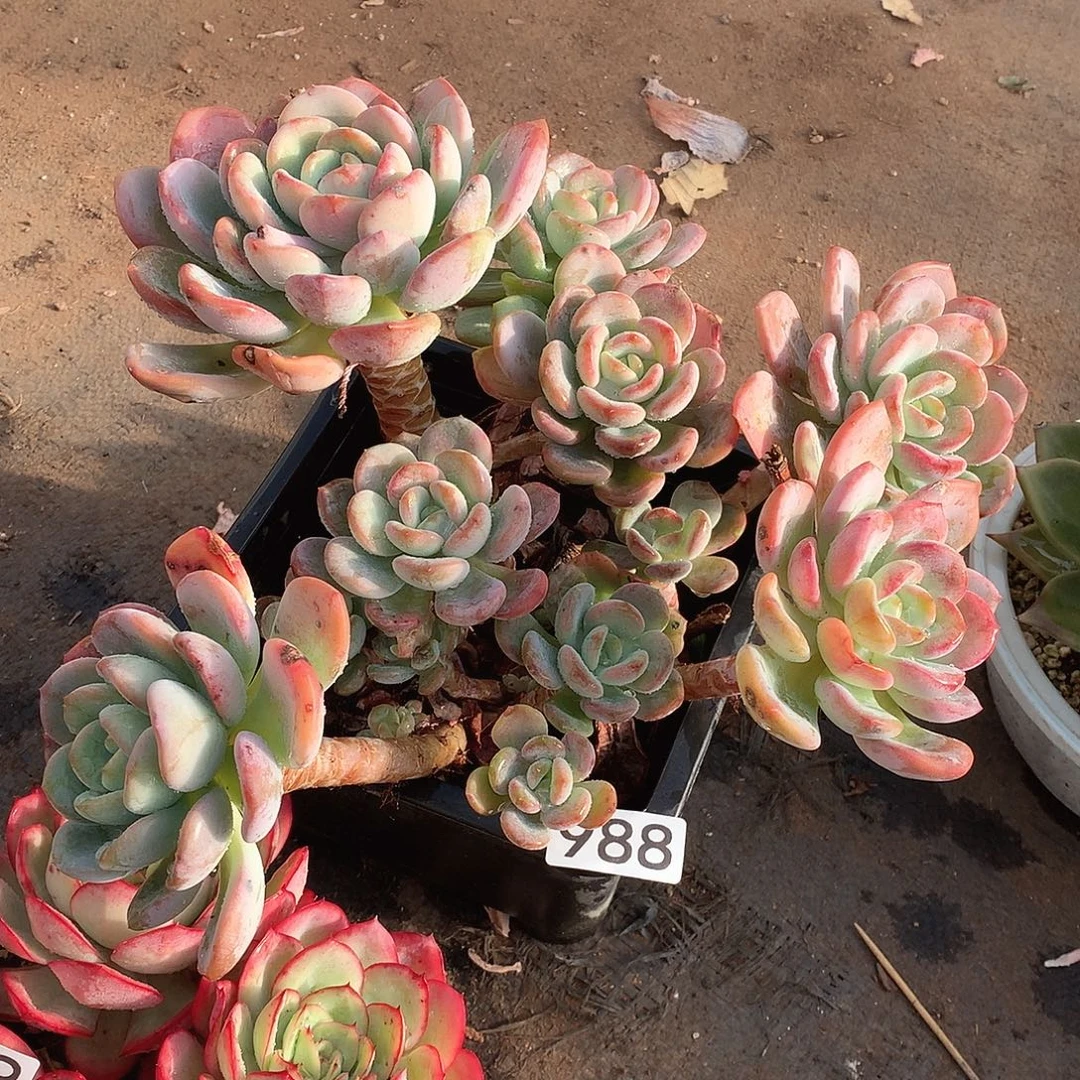 988香橙一物一拍多肉