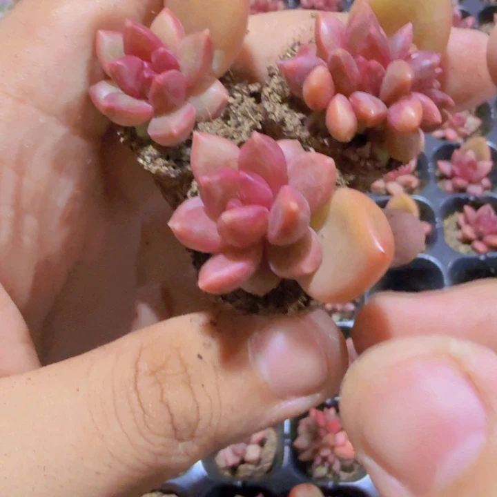 迷雾泡泡五颗一组