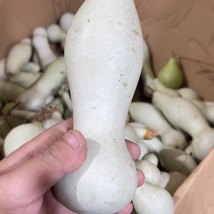 大果紫檀（缅甸花梨）M**明