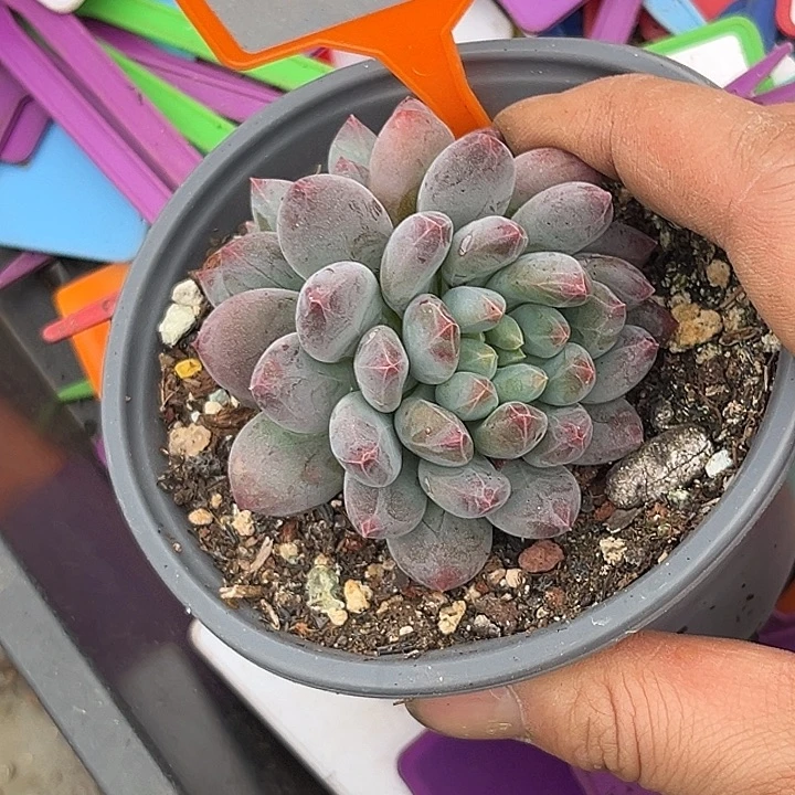 多肉植物人鱼sp432