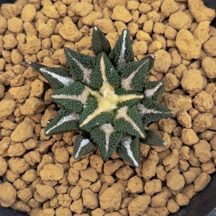 m实生巴索泰系黑牡丹