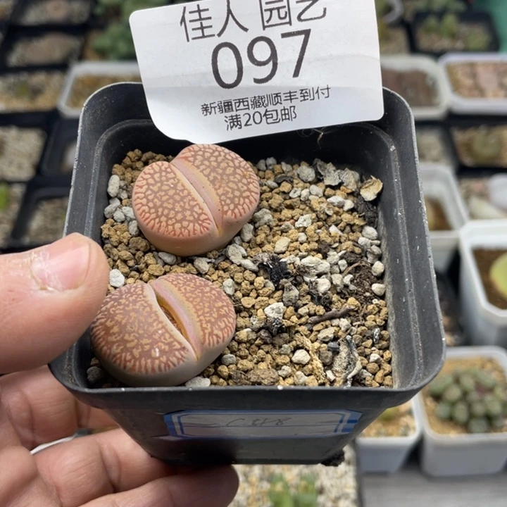 佳人园艺 上福利啦 097