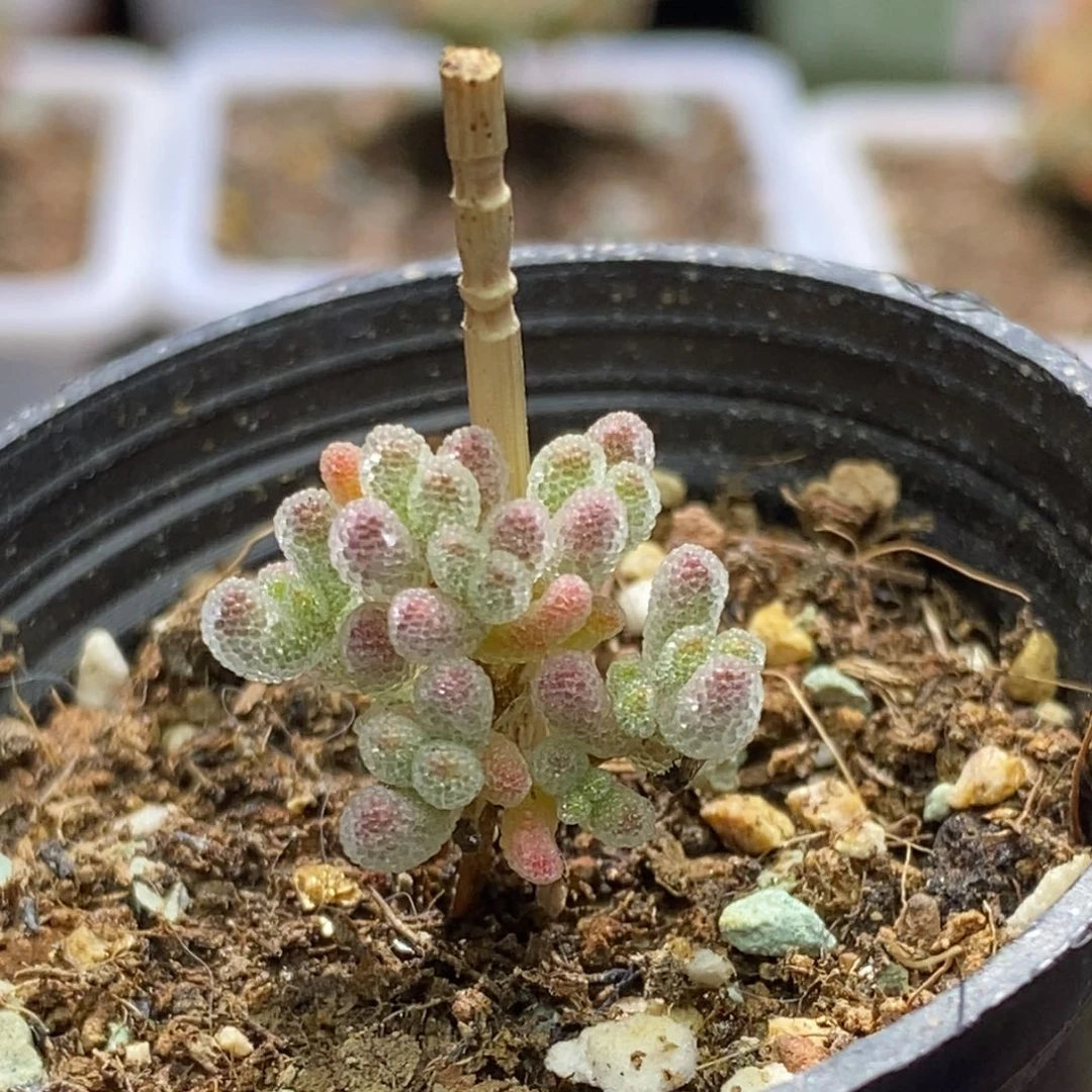 冰钻A68冰晶杂年后发货