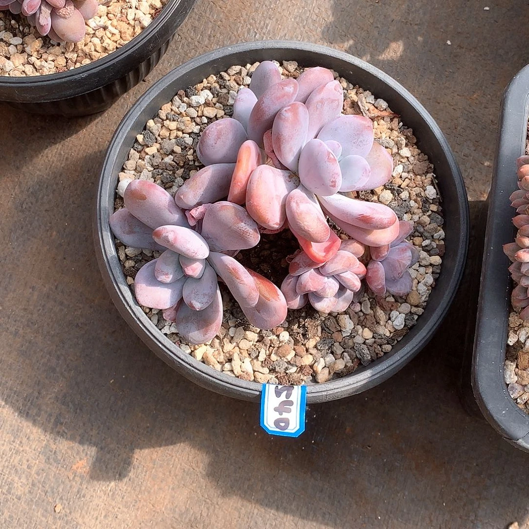 540粉兔 一物一拍多肉