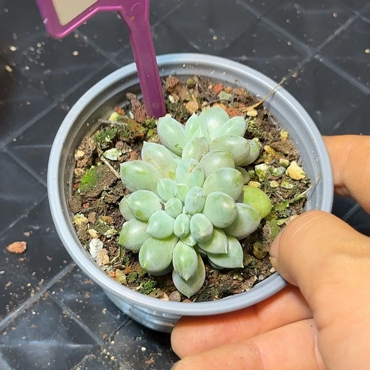 多肉植物胖体哥特缀842