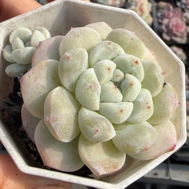 小卡拉米糖心一物一拍