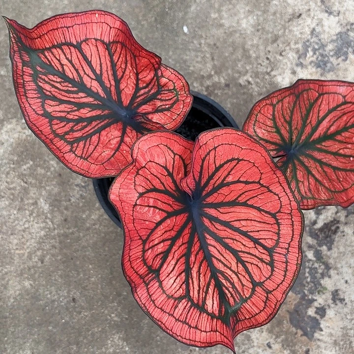 14-1211蜘蛛侠广东现货