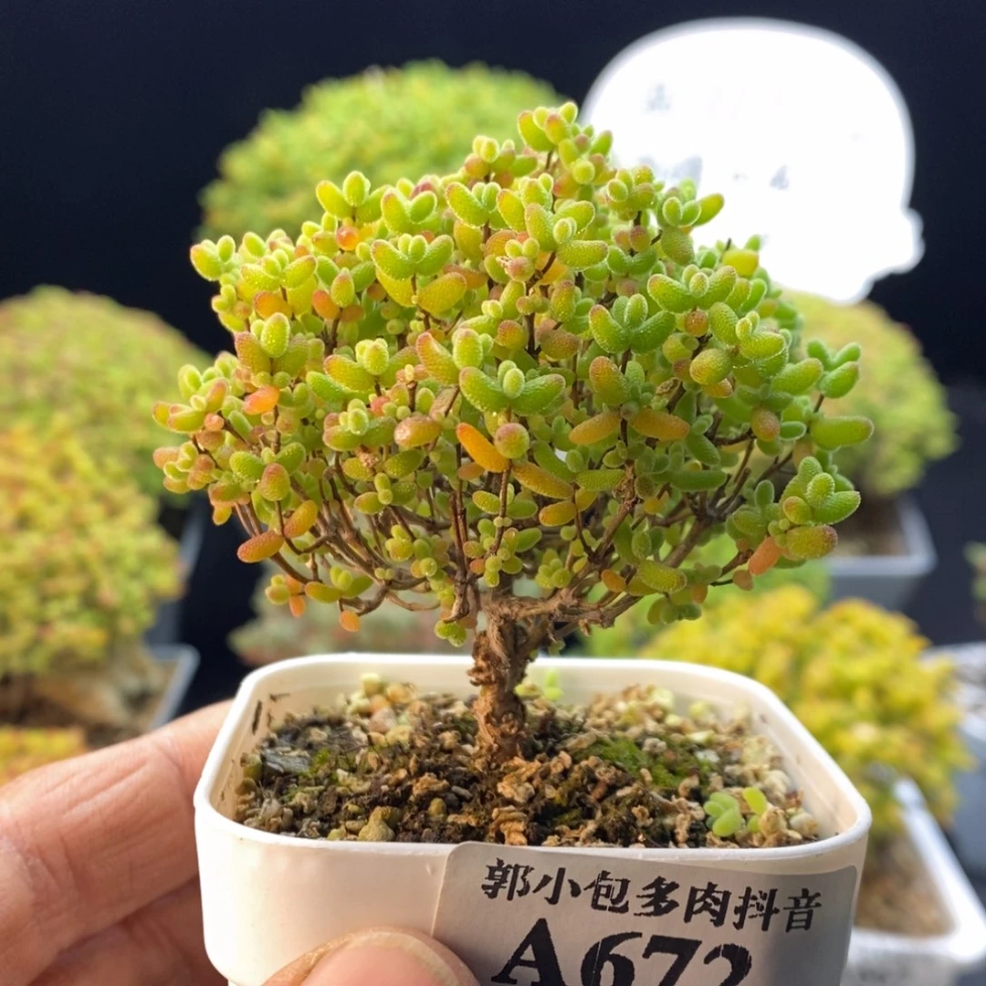 672蜜橘糖球。