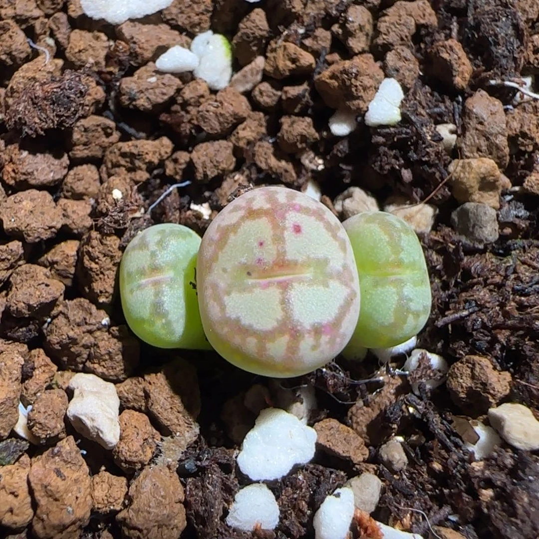 肉锥多肉植物组合-超级绒面猴脸1399