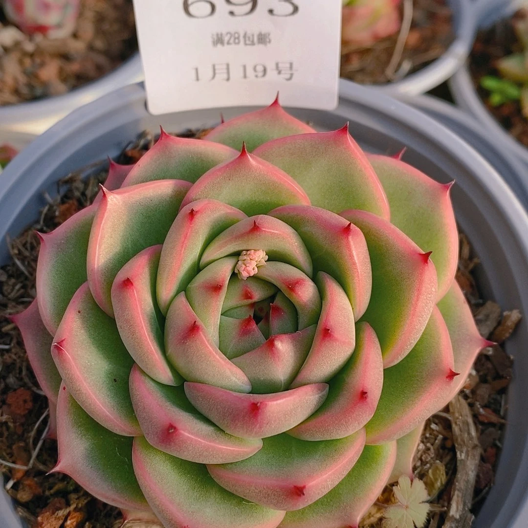 【闪购商品】云693
