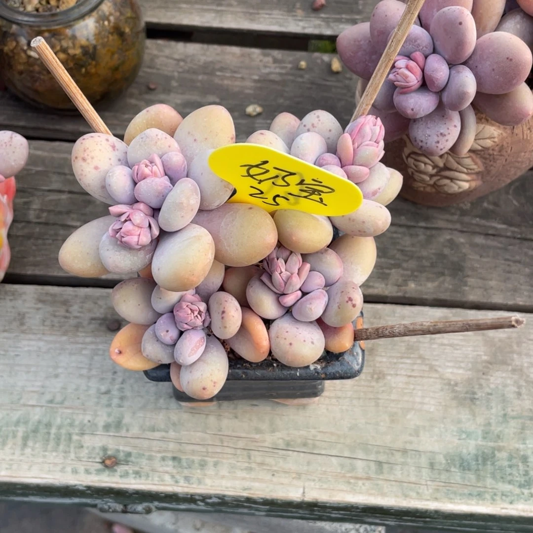 奶*能蛋黄奶一个群生25