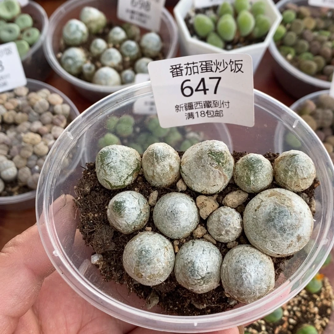 感谢您的支持，00647