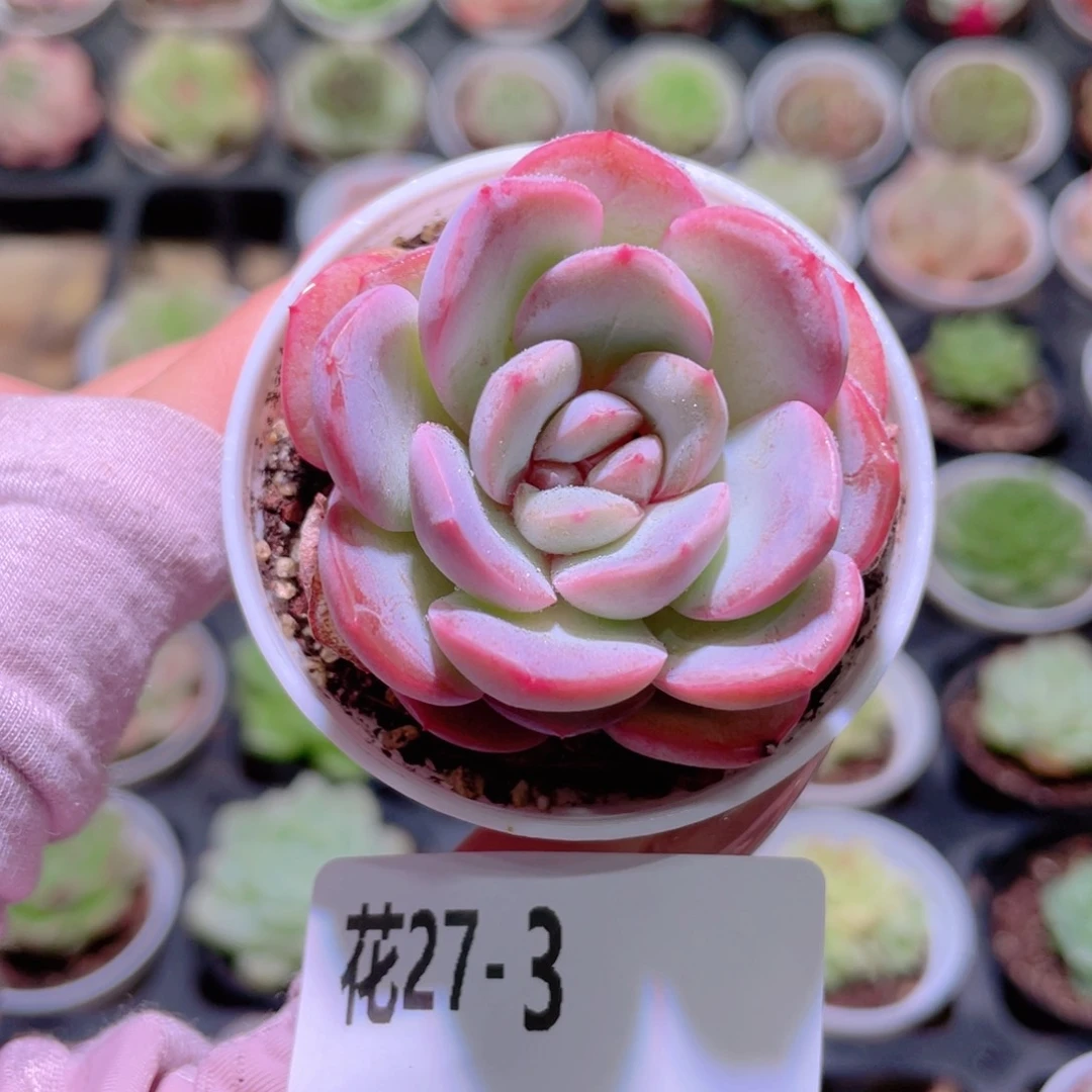 花利美27-3新品单头