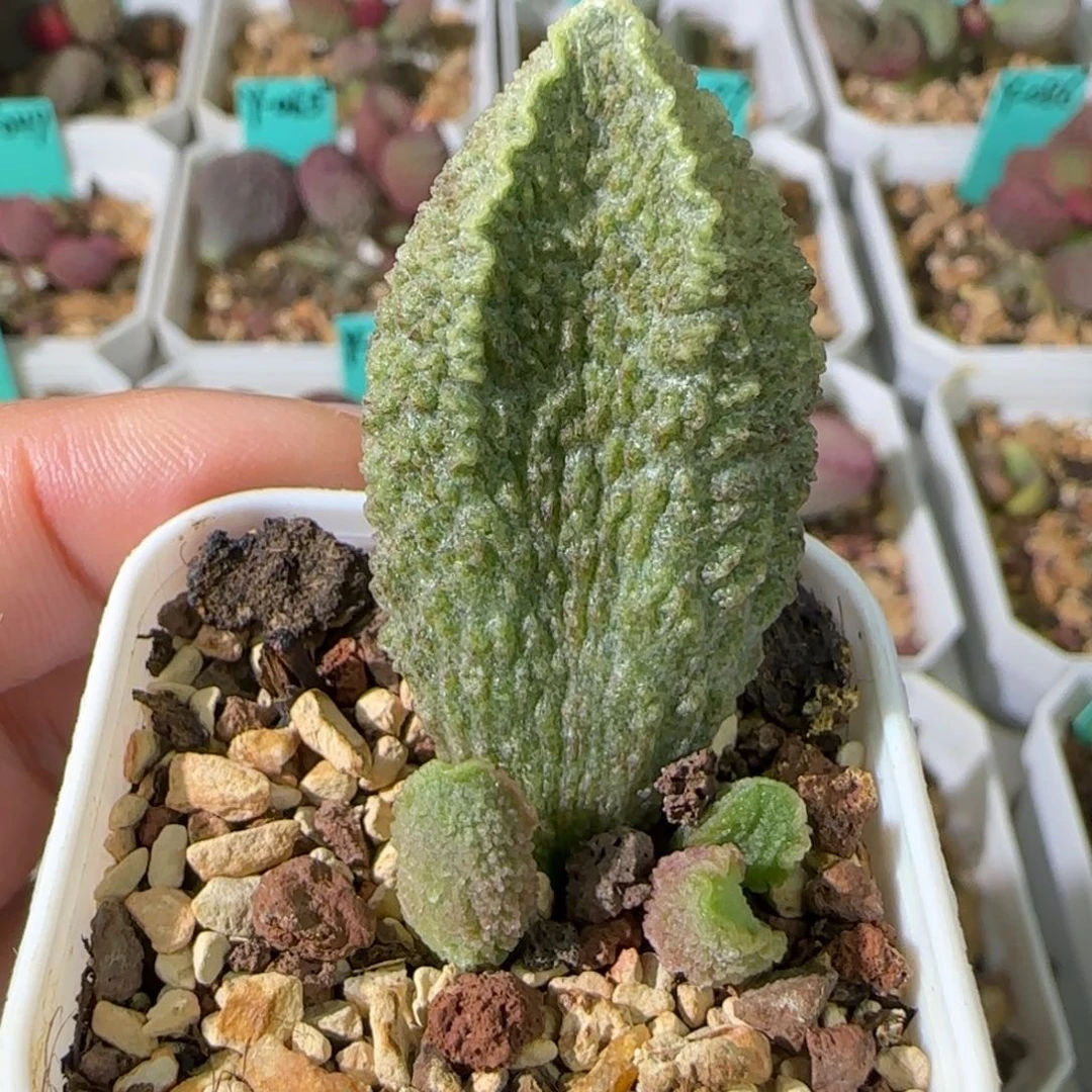 实生叶插，四方盆发