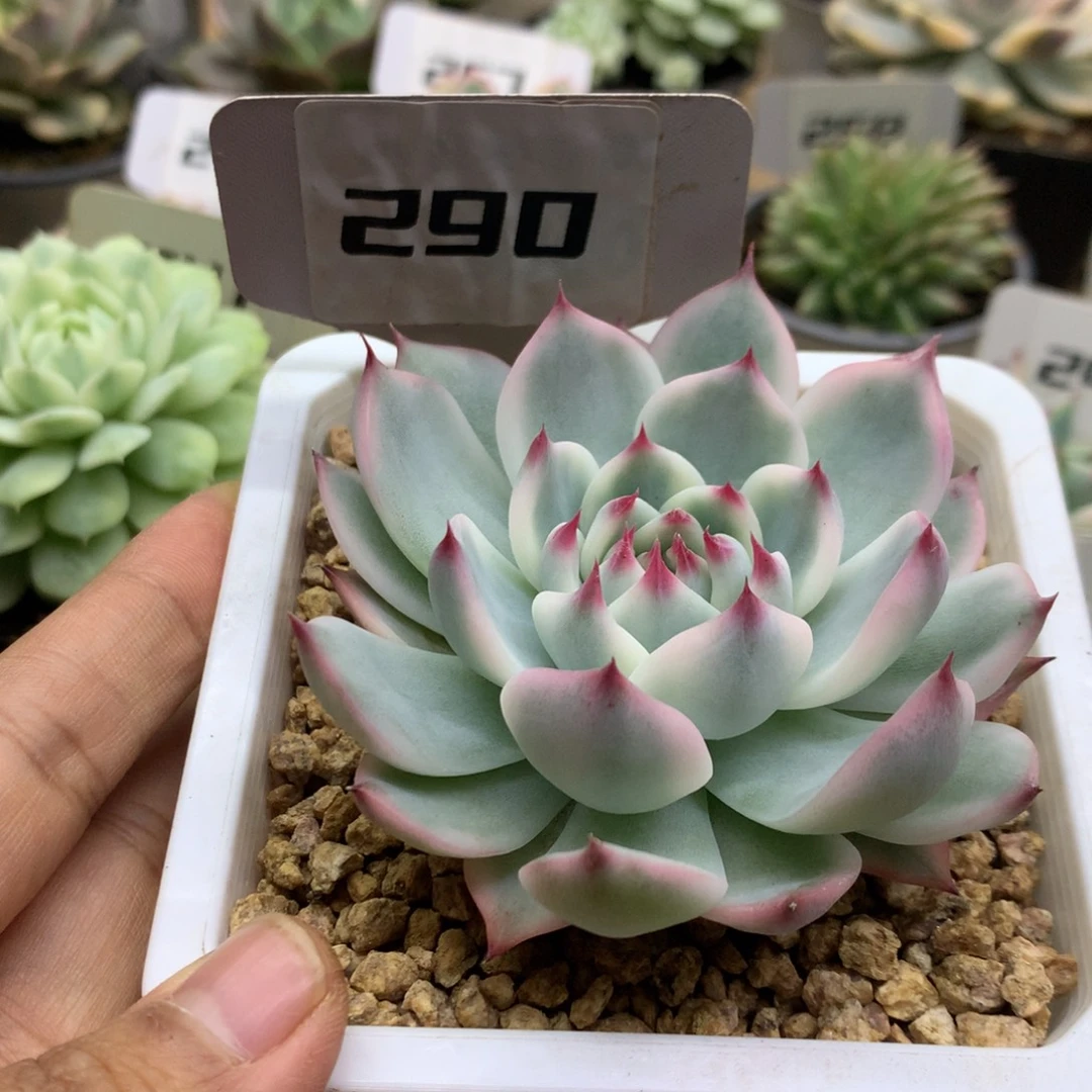 290吉娃娃锦锦锦锦锦锦