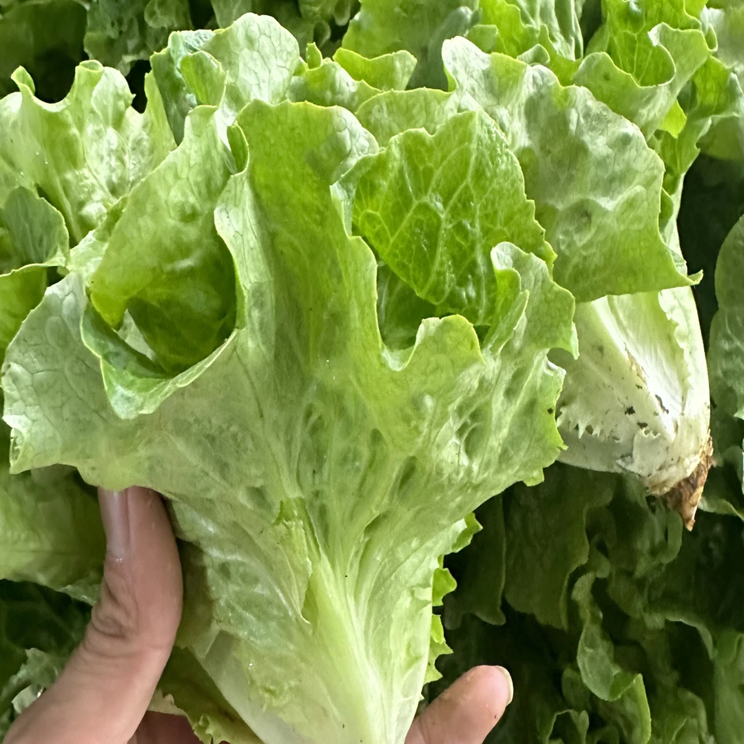 贵州高山原生态生菜