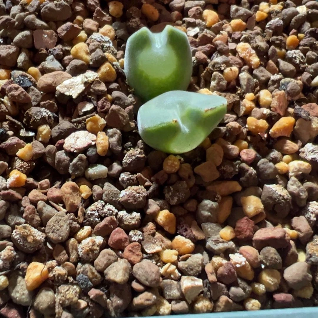 大眼睛肉锥双头母本