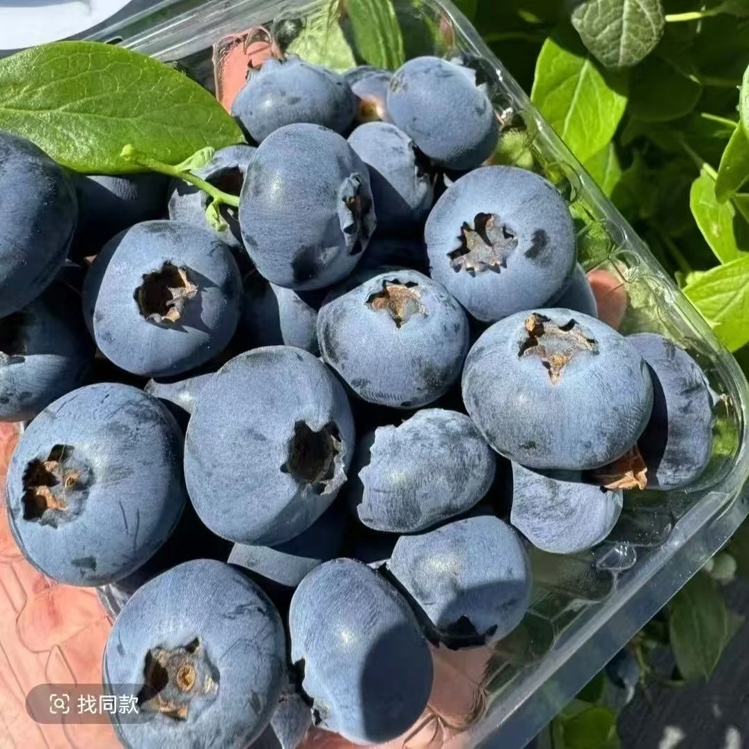 【枝冠鲜果蓝莓】 20mm+ 净果1斤  4盒/1份 太原晋中吕梁忻州拍