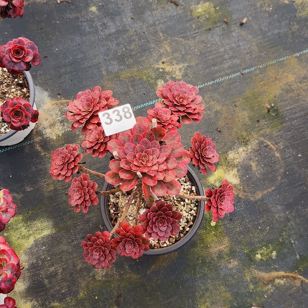 338黑天鹅法师植物
