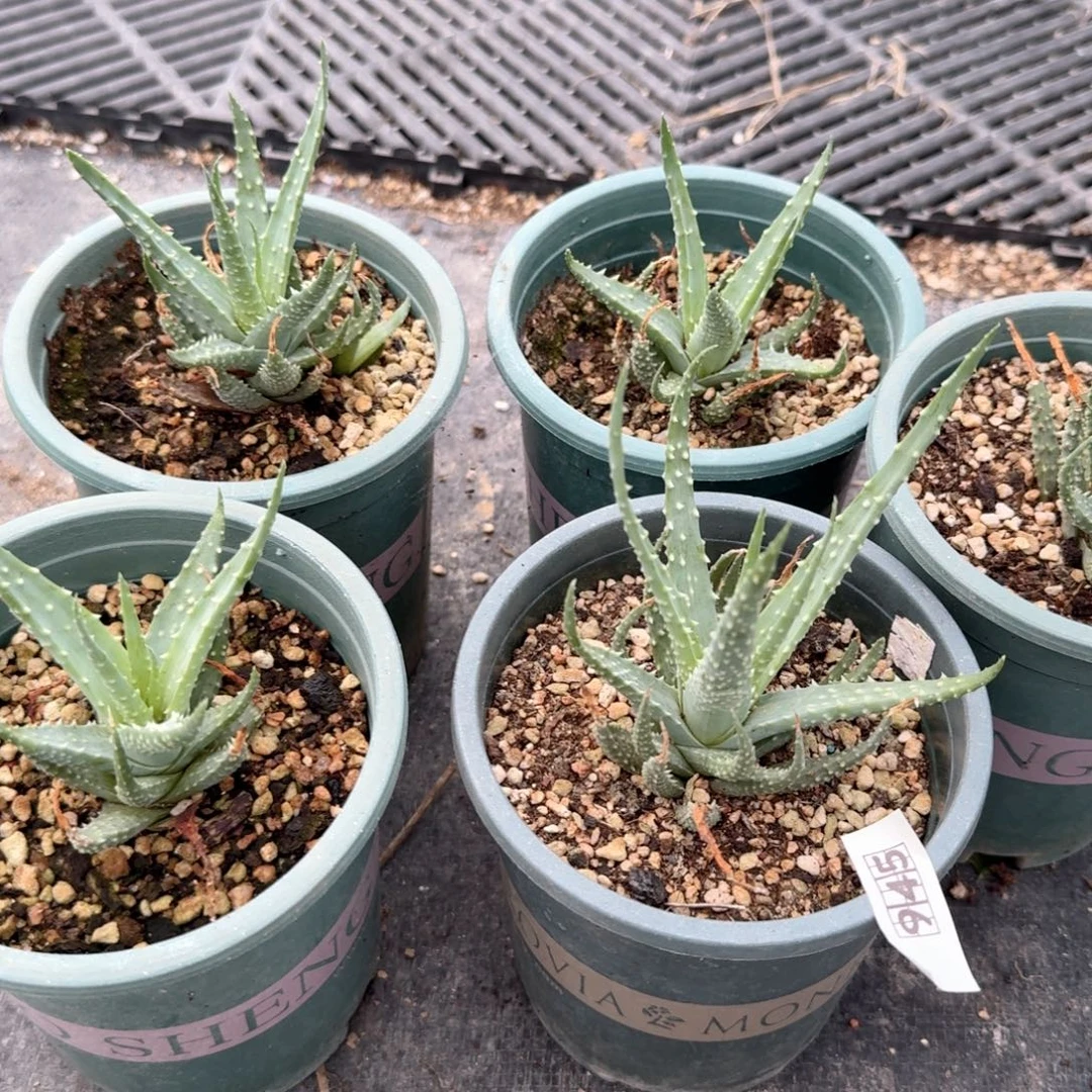 945深海阎王芦荟脱土发货一个随机
