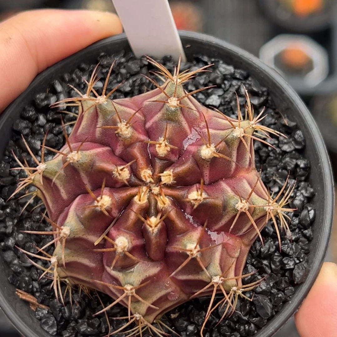 泰系实生皮色球2